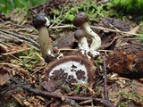 Elaphocordyceps rouxii image