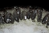 Elaphocordyceps rouxii image