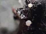 Gemmina gemmarum image