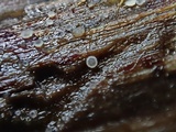 Hyaloscypha albohyalina image