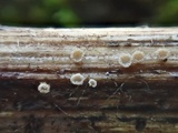 Lachnella villosa image