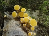 Lachnum pygmaeum image