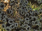 Nitschkia grevillei image