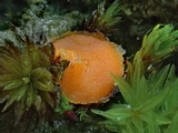 Octospora humosa image