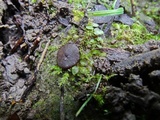 Peziza apiculata image