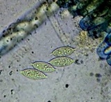 Peziza apiculata image