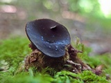 Peziza saniosa image
