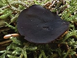 Pseudoplectania nigrella image