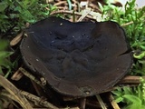 Pseudoplectania nigrella image