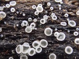 Mollisia benesuada image