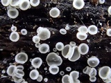 Mollisia benesuada image
