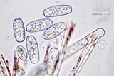 Sarcoscypha austriaca image