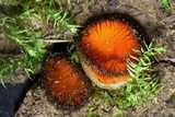 Scutellinia crinita image