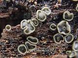 Mollisia lividofusca image