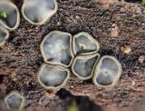 Mollisia lividofusca image