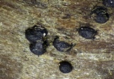 Trematosphaeria hydrela image