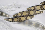 Trematosphaeria hydrela image