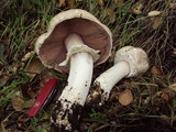 Agaricus moelleri image