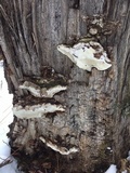 Oxyporus populinus image