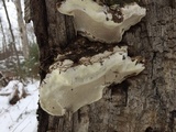 Oxyporus populinus image