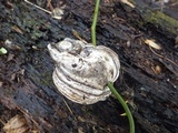 Fomes excavatus image