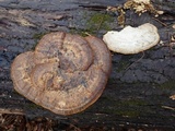 Trametes cubensis image