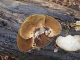 Trametes cubensis image