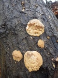 Sarcodontia pachyodon image