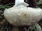 Agaricus moelleri image