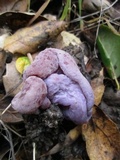 Peziza ellipsospora image