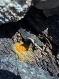 Metatrichia vesparium image