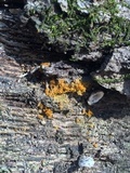 Metatrichia vesparium image