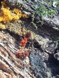 Metatrichia vesparium image