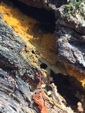 Metatrichia vesparium image