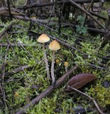 Galerina clavata image