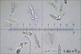 Ascocoryne sarcoides image