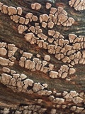 Xylobolus frustulatus image