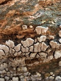 Xylobolus frustulatus image
