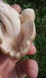 Lyophyllum decastes image