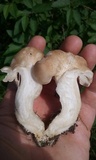 Lyophyllum decastes image
