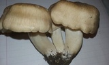 Lyophyllum decastes image