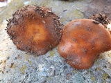 Pholiota gallica image