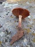 Pholiota gallica image