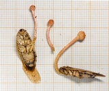 Ophiocordyceps blattae image