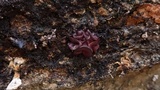 Ascocoryne sarcoides image