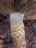 Pholiota gallica image