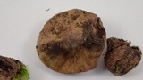 Lycoperdon dermoxanthum image