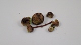 Lycoperdon dermoxanthum image