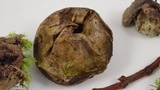 Lycoperdon dermoxanthum image