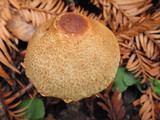 Lepiota magnispora image